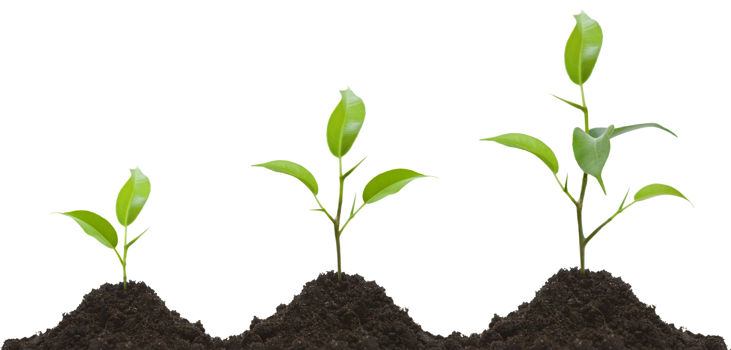 Nurtured growth, a painting of a small plant growing in a pot, with 